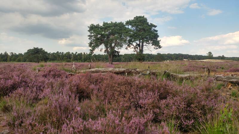 Heide in Nationaal park Loonse en Drunense Duinen