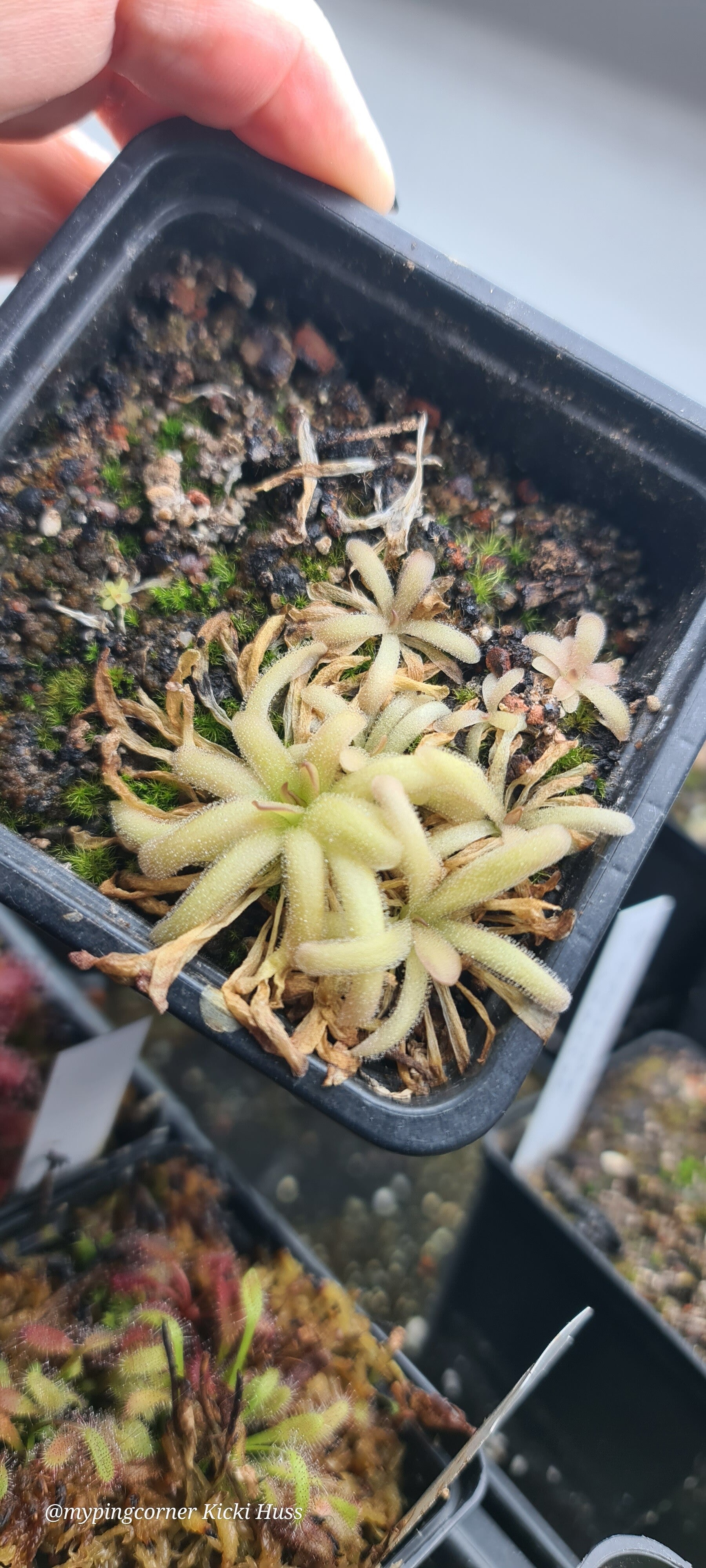 Pinguicula moctezumae x cyclosecta