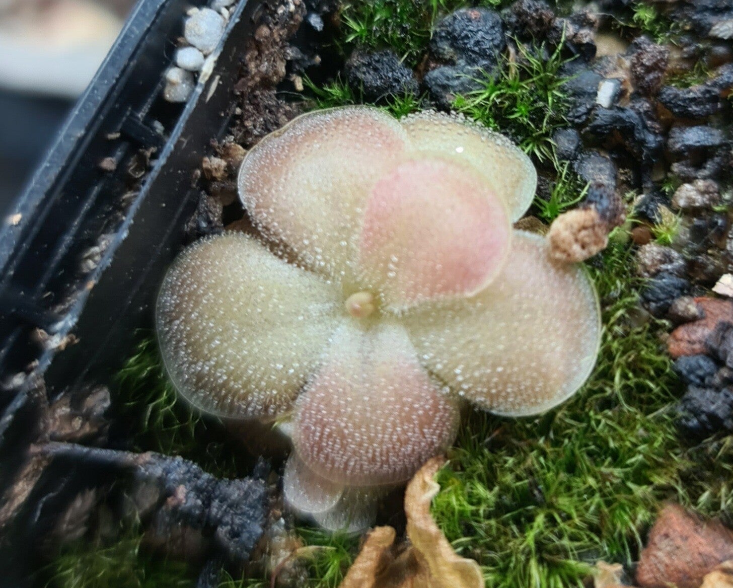 Pinguicula agnata x sethos