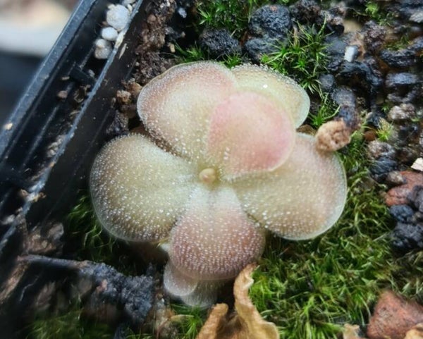 Pinguicula agnata x sethos