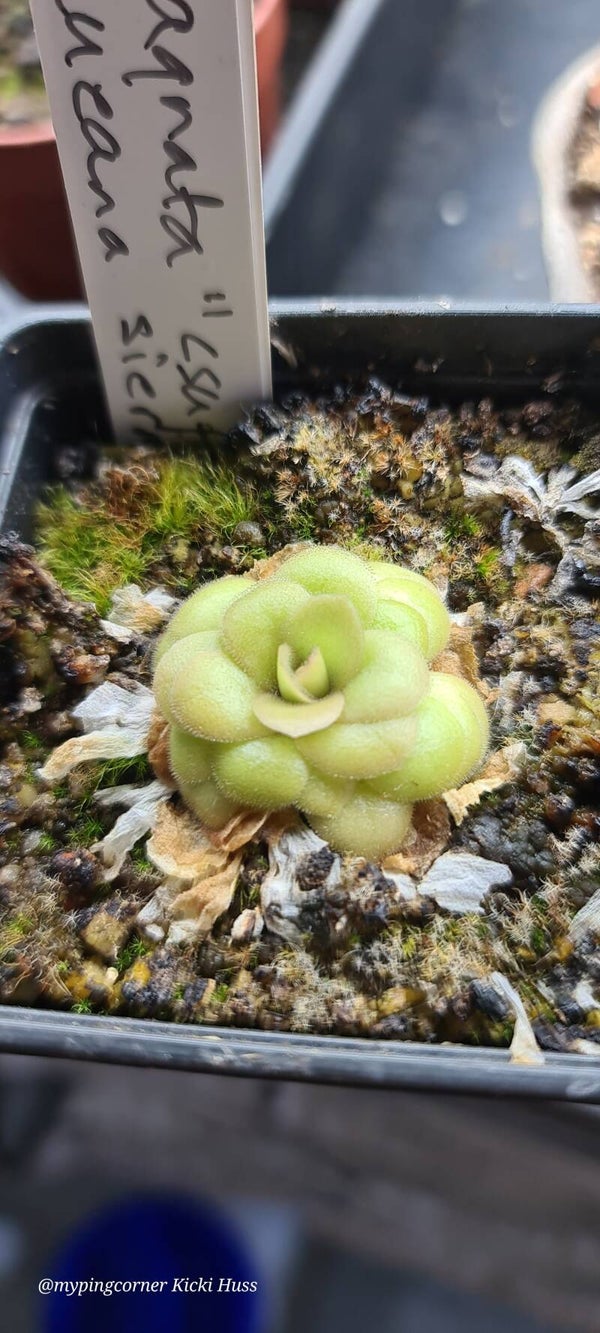Pinguicula agnata "csuf" x laueana Sierra Mix
