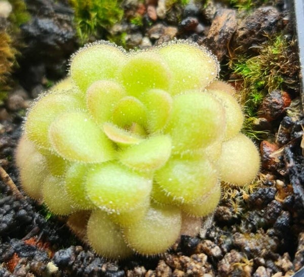 Pinguicula agnata x gypsicola