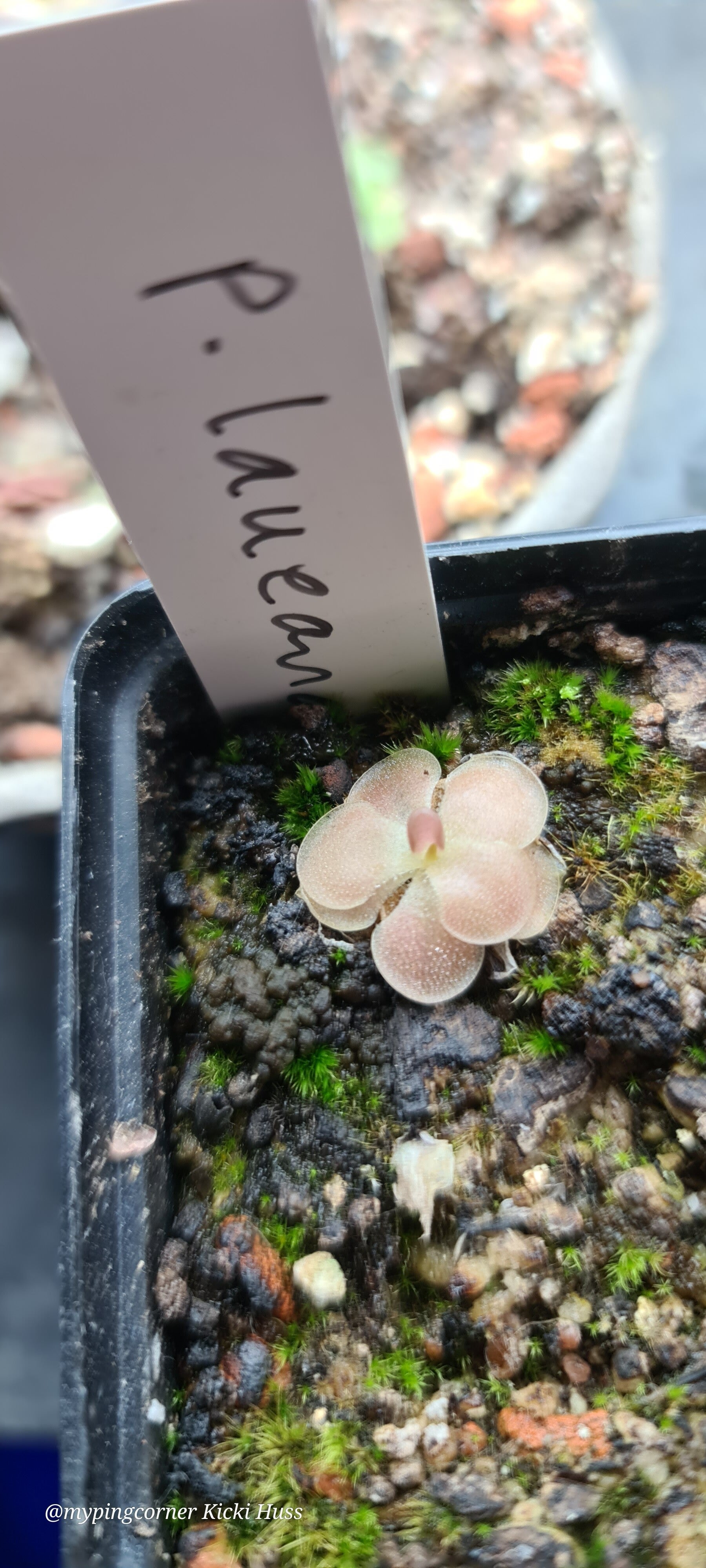 Pinguicula Laueana
