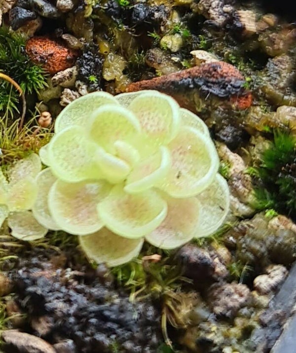 Pinguicula esseriana