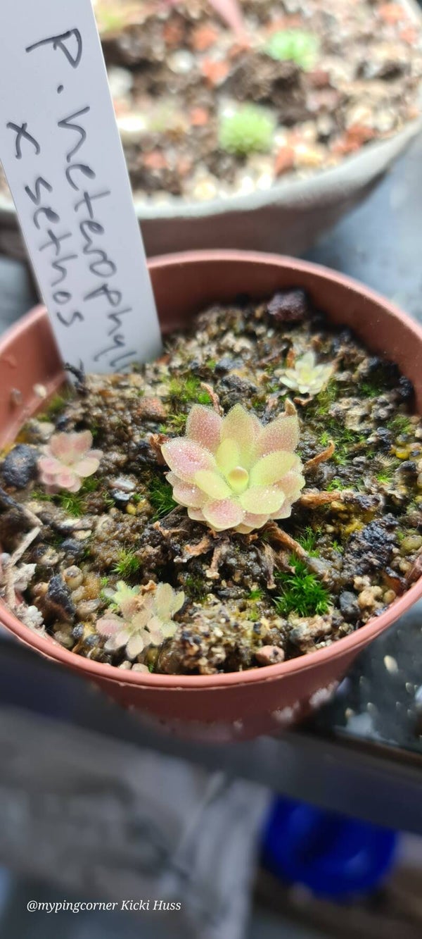 Pinguicula heterophylla x sethos