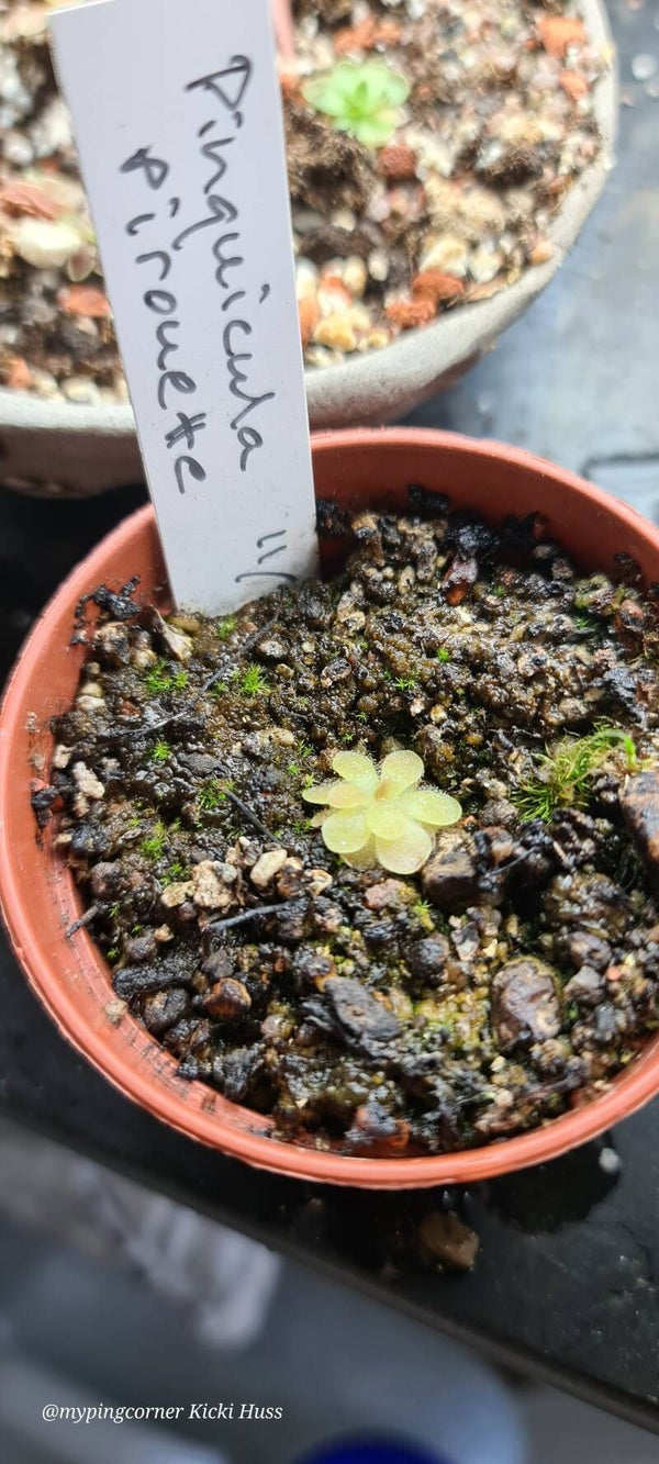 Pinguicula pirouette