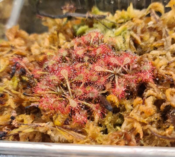 Drosera sp Lantau Island