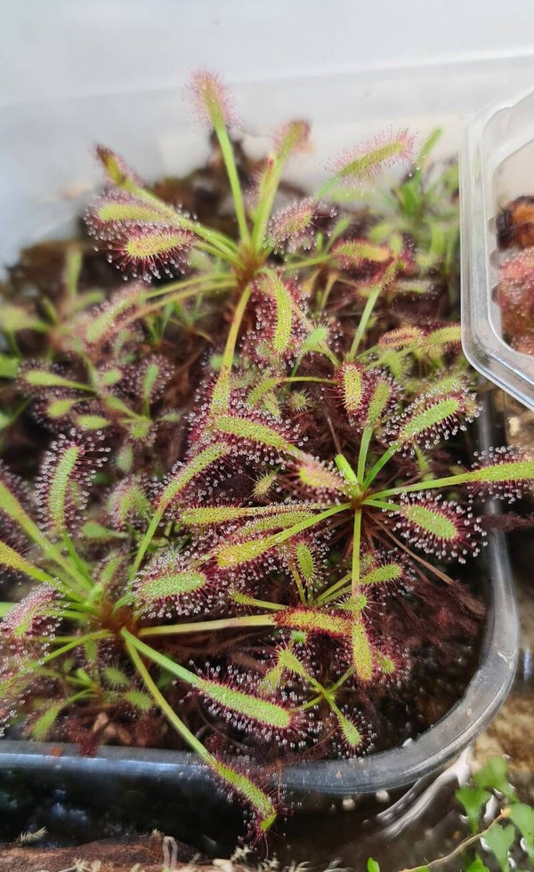 Drosera Capensis typical form