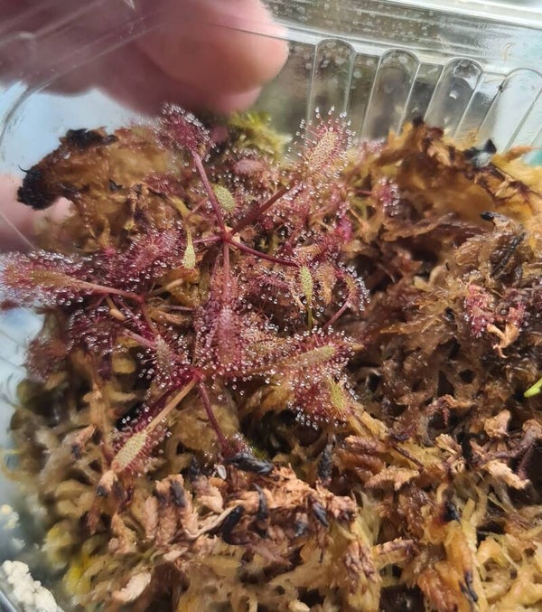 Drosera Capensis red form