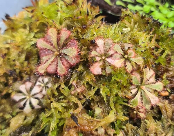 Drosera aliciae