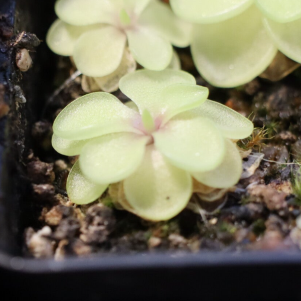Pinguicula pilosa x emarginata