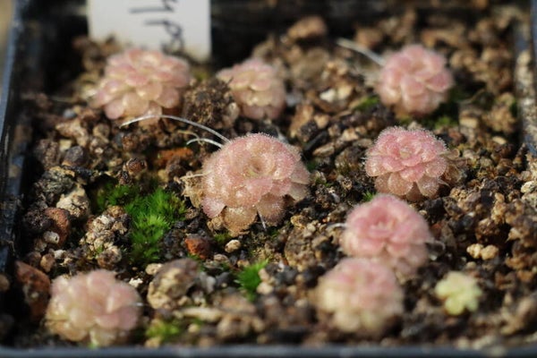 Pinguicula agnata x gypsicola