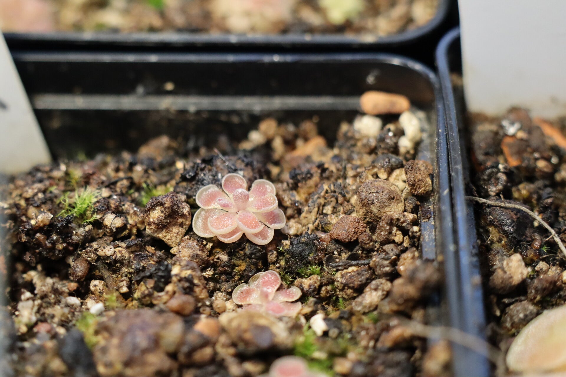 Pinguicula ehlersiae Ixmiquilpan