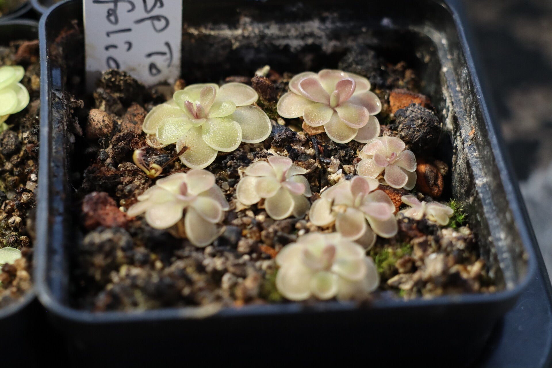 Pinguicula sp Tolantongo x rectifolia
