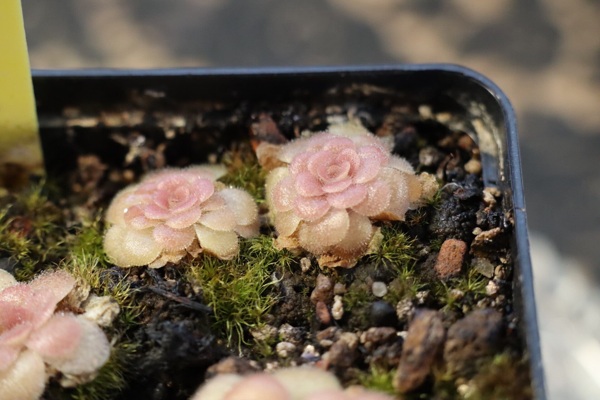 Pinguicula agnata x cyclosecta