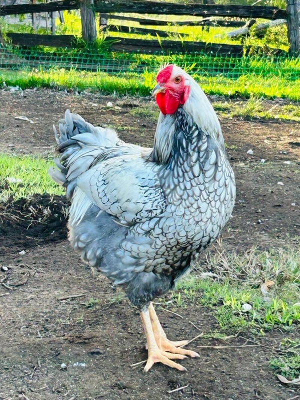 PEN #1 - FERTILE EGGS