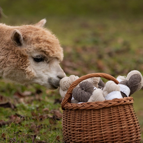 Monas Wolle Leineschaf-Alpaka Garn - fein "Vanille"