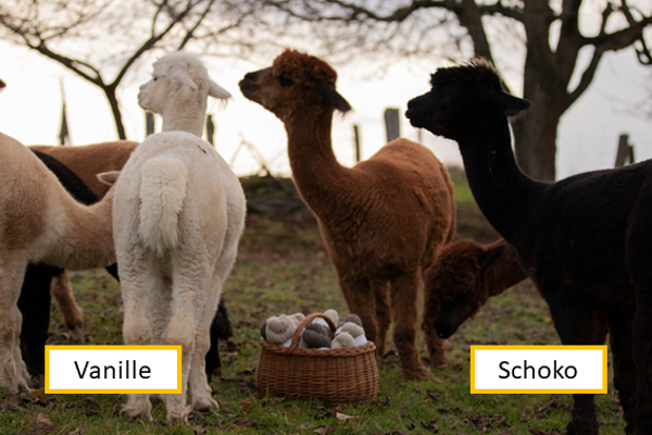 Alpaka gekrempeltes Vlies