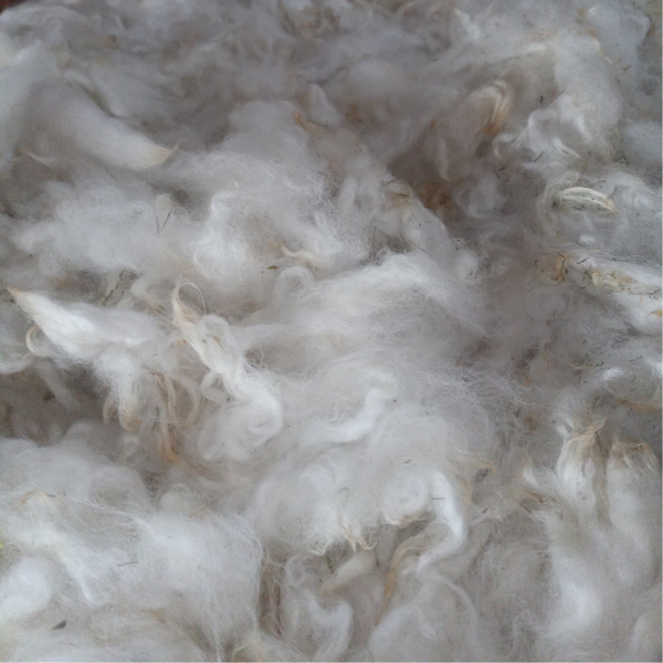 Dorper Mischling Flocken