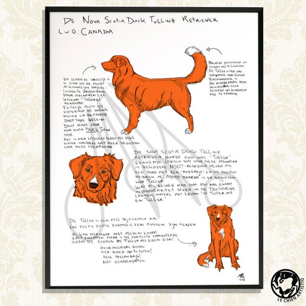 Nova Scotia Duck Tolling Retriever print  "Different View"