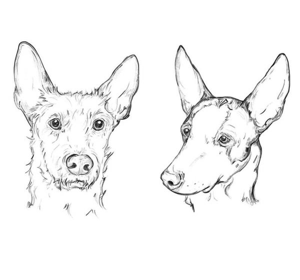 ! JOUW HOND ! DIGITAAL houtskool portret! geschikt voor drukwerk
