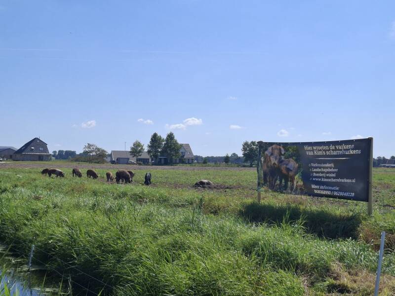 Varkens in Egmond aan de Hoef