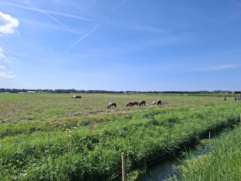 Varkens wroeten de knolcyperus op