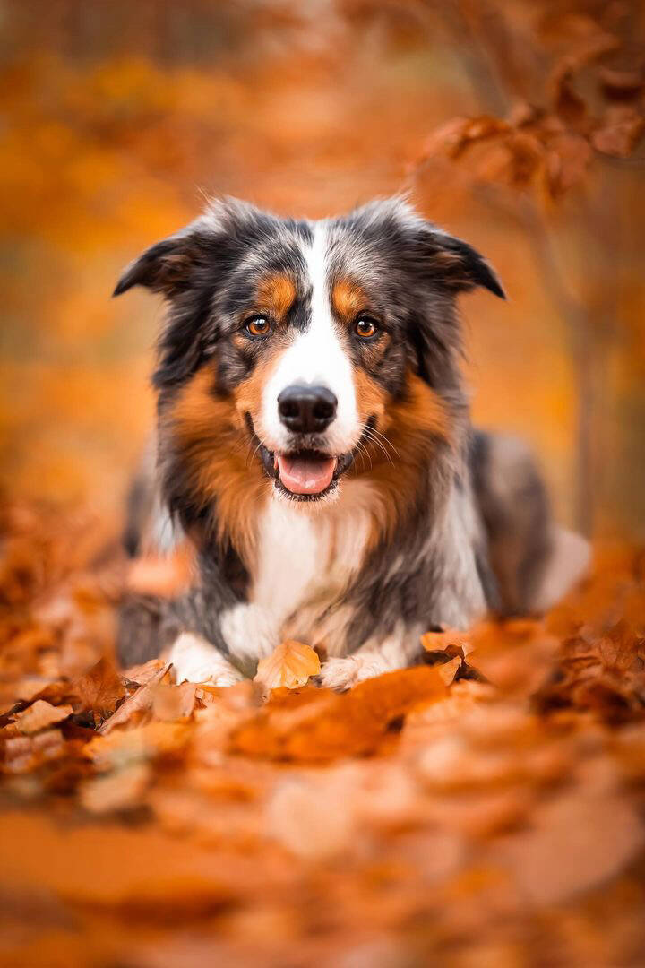 Moos_bordercollie_bluemerle