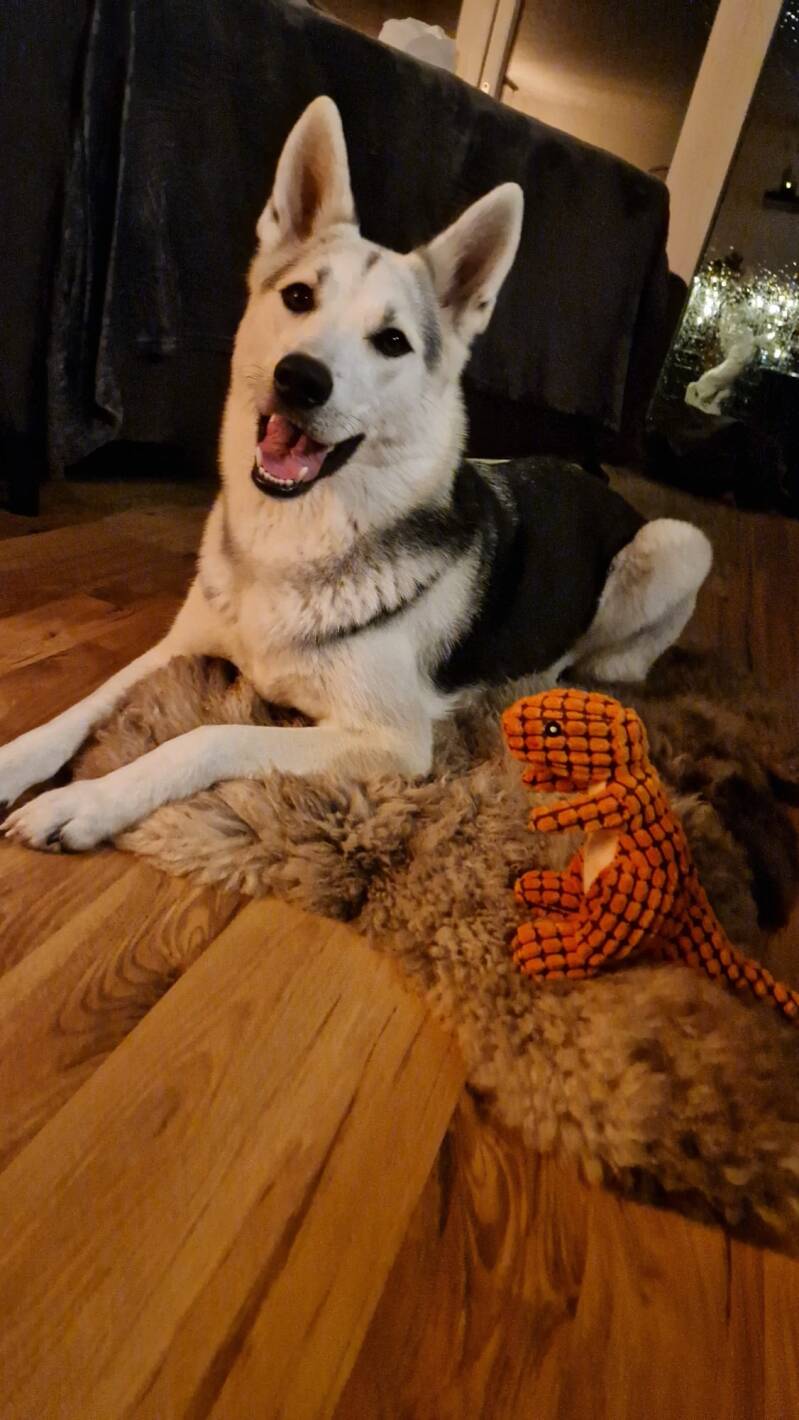 @adventures_of_shady