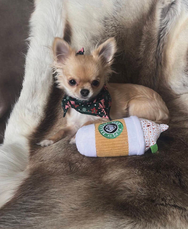 senor_nino.thechihuahua