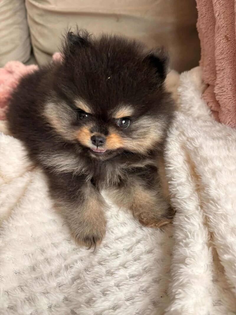 @nacho.thepom_
