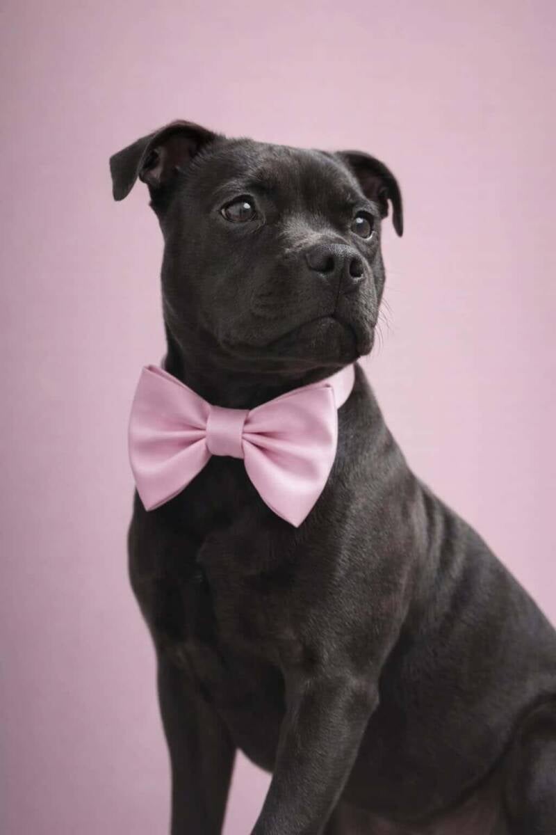 @royalstaffy.tyra
