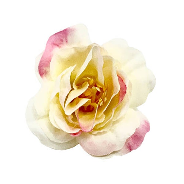 Tea rose flower, Beige with pink 3 stuks