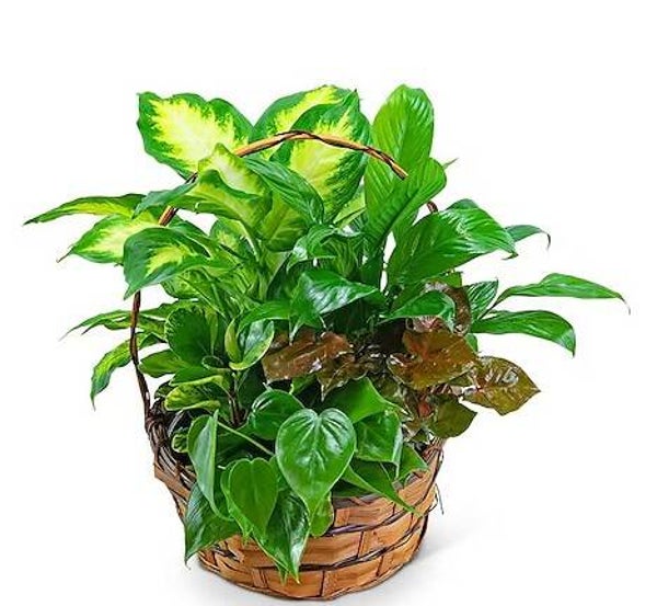 Evergreen Serenity Planter