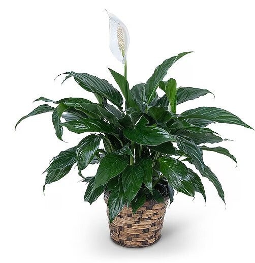 Peace Lily (Medium 8"Pot)