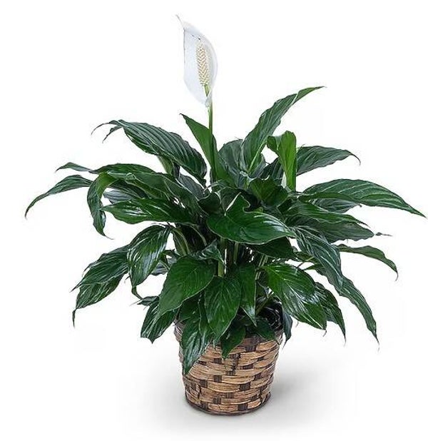 Peace Lily (Medium 8"Pot)