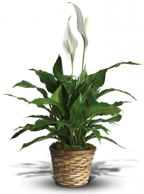 Peace Lily (Small 6" Pot)