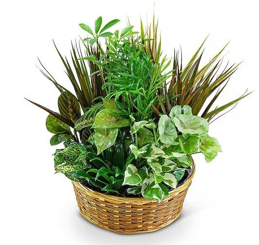 Verdant Harmony Planter Garden (Large)