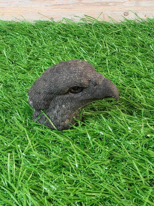 Obsidiaan roofvogel hoofd