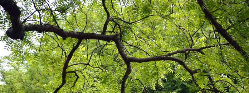 Natuurlijke haarmaskers voor haaruitval, vette hoofdhuid, roos, droog haar, eczeem