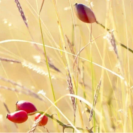 Rozenbottelolie Co2 extract - Duitsland