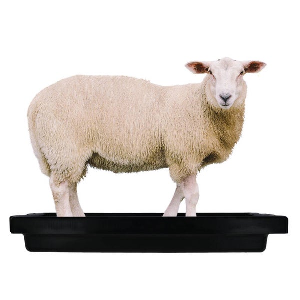 Voetbad schaap 120 x 40 x 18 cm