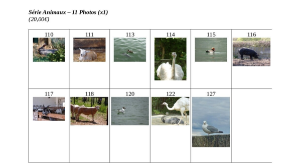 Animaux : Série de 11 photos
