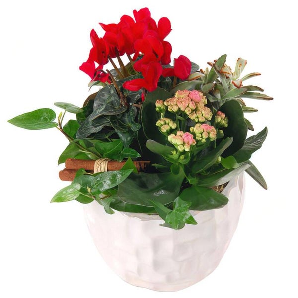 Arrangement de Plantes
