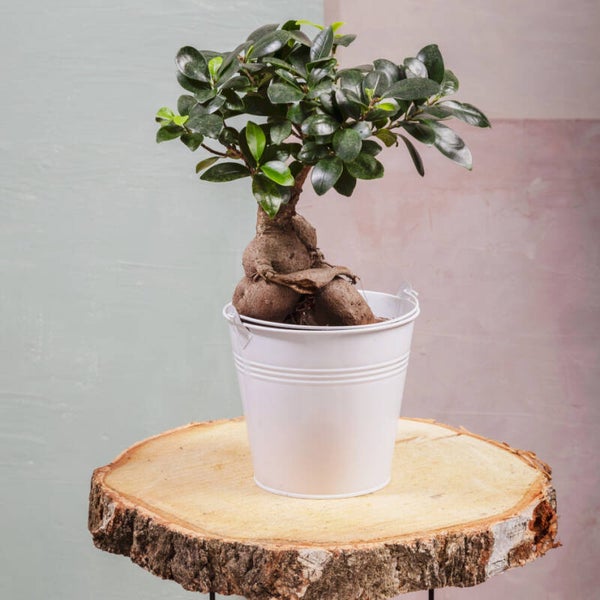 Ficus Ginseng