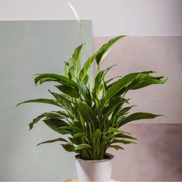 Spathiphyllum