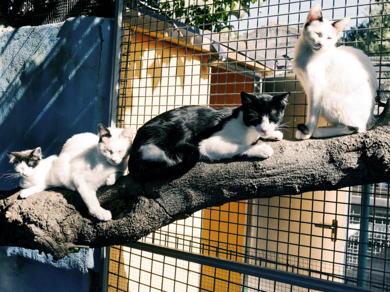 Galerie Junge Katzen Apanot