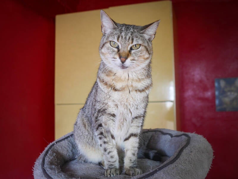 Alba im Portrait  Refugium Apanot 