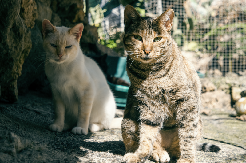 Ankara im Portrait  Refugium Apanot 