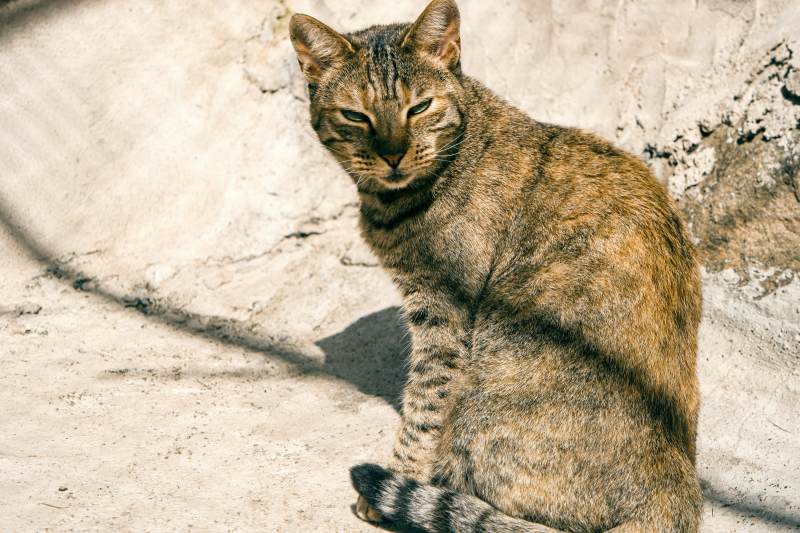 Ankara im Portrait  Refugium Apanot 